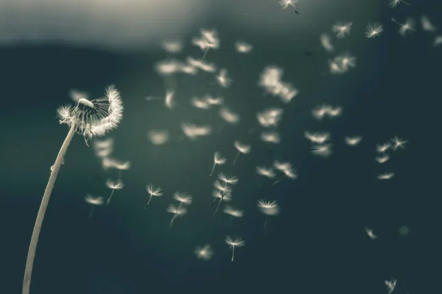 Single dandelion blowing in the wind